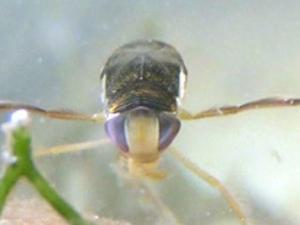 Barquero de agua. / MNCN