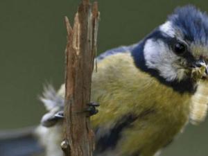 Un ejemplar de Herrerillo, Cyanistes caeruleus, fotografiado en los pinares de Valsaín, Segovia. / Angel M. Sanchez. 