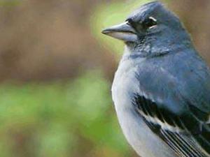 Pinzón azul macho a la derecha. / Alejandro Delgado (MNCN)