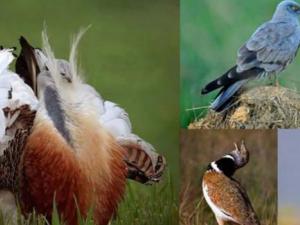 Especies emblemáticas de los campos de cultivos mediterráneos objeto del estudio. De izquierda a derecha y de arriba abajo: avutarda, aguilucho cenizo, sisón y ganga ortega / J. Falagán, A. López y C. Palacín 
