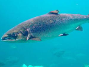 Proponen la creación de santuarios naturales para proteger al salmón atlántico