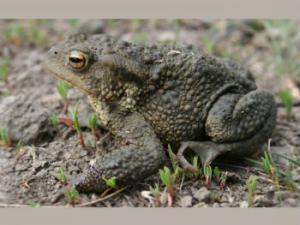 Sapo común europeo, Bufo bufo. / Judit Vörös (MNCN)