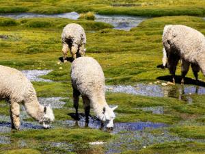 El sistema inmunitario de las alpacas ofrece un posible tratamiento contra el cáncer