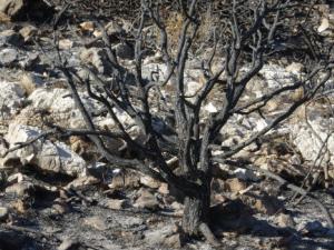 Tecnología innovadora que permitirá a Protección Civil anticipar catástrofes naturales