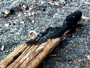 Estudio arqueomagnético de materiales prehistóricos quemados