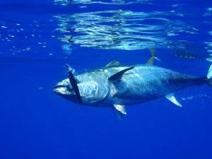 Atún. / skeeze (PIXABAY)