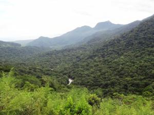 Panorámica del Bosque Atlántico. / 139904 (PIXABAY)