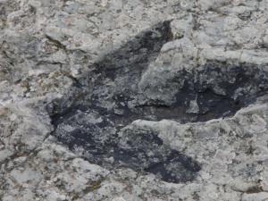 'Terópobot', el robot con el que un científico estudia cómo se movían los dinosaurios