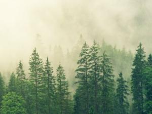 Los bosques tropicales aumentan la capacidad de secuestrar carbono de la Tierra