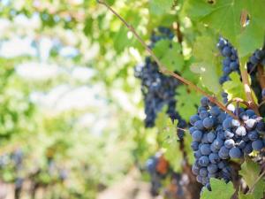 Antimicrobianos naturales para conservar el vino