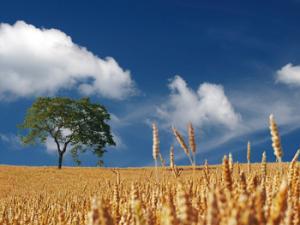 Campo de trigo sin cosechar. / realworkhard (PIXABAY)