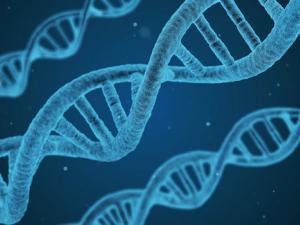 Los genes neandertales influyen en la forma de nuestros cráneos