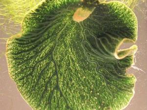 Elysia chlorotica. / Karen N. Pelletreau et al. (WIKIMEDIA)