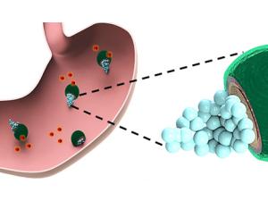 Los nanoingenieros de la Universidad de California en San Diego han desarrollado los primeros micromotores que suministran fármacos para tratar infecciones bacterianas. / Laboratory for Nanobioelectronics at UC San Diego