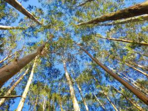 Certifican el uso energético de un tipo de eucalipto adaptado al clima de la provincia de Huelva. / ekaterinvor (PIXABAY)