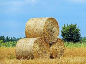 La recuperación de los valores de biodiversidad y regeneración vegetal progresan de forma aceptable tras el desbroce. / Couleur (PIXABAY)