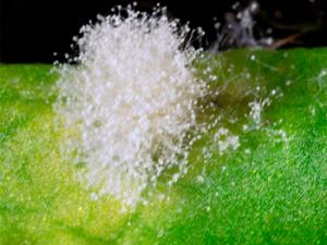 Planta infectadas con hongo Botrytis. / Andrea Chini (CNB-CSIC)