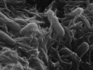 Bacteria Shewanella oneidensis cepa MR-1. / Gross L. DOI: 10.1371/journal.pbio.0040282 (WIKIMEDIA)