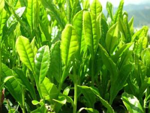 Hojas de té verde. / たね (WIKIMEDIA)