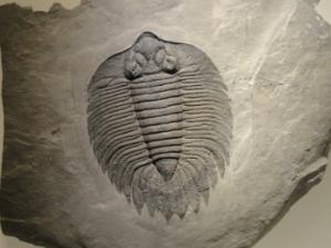 El estudio ha permitido conocer mejor su evolución y determinar que, a pesar de su distintas procedencias, todos pertenecen a la misma especie. / WikimediaImages (PIXABAY)