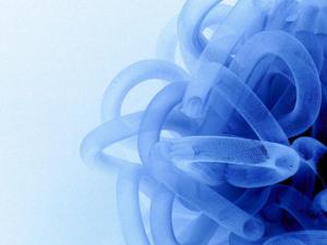 Ilustración de un virus. / Laura Billings (FLICKR)