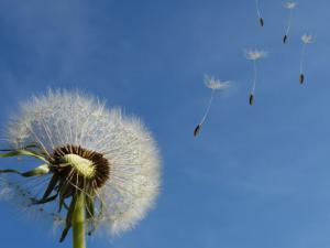 El vuelo de las semillas del diente de león esconde un anillo