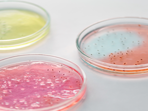 Un modelo matemático muestra que hay una tendencia global hacia el mutualismo entre especies