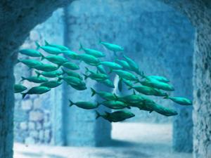 El rastro genético de los peces. / Schoggimousse (PIXABAY)