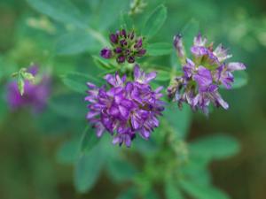 Planta de alfalfa. / Joshua Mayer (FLICKR)