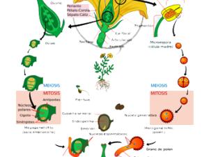 Así fue la primera flor