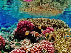 Los arrecifes de coral reducen a la mitad los daños de las inundaciones. / Chaos07 (PIXABAY)