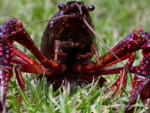 Cangrejo de río americano (Procambarus clarkii), nativo del sur de los EE.UU. y del noreste de México. / Ted van den Bergh (FLICKR)