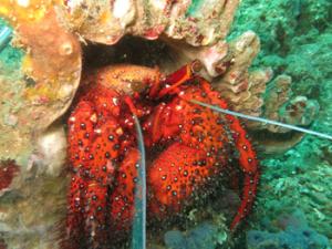 Cangrejo ermitaño. / arhnue (PIXABAY)