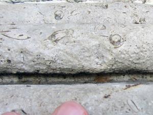 En la piedra de la fuente de Apolo (en la imagen) y las cuatro fuentes situadas frente al Museo del Prado se observan fácilmente los fósiles de Trochactaeon lamarcki, una especie de gasterópodo que vivió hace unos 85 millones de años. / D.M. Freire-Lista /IGEO