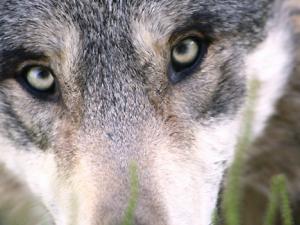 El genoma de los perros europeos persiste desde el Neolítico