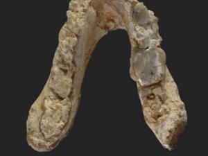 Mandíbula inferior de Graecopithecus freybergi, denominada 'El Graeco', de 7,175 millones de años hallada en Pyrgos Vassilissis, Grecia (ahora la ciudad de Atenas). / Wolfgang Gerber, Universität Tübingen