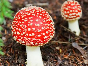 Hongos. / PublicDominePictures (PIXABAY)