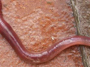 lombriz de tierra. / Belteguese (FLICKR)