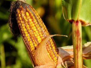 Los residuos que genera el maíz se suelen tirar o quemar en la mayoría de los casos, pero ahora podrían tener una nueva salida más que provechosa. / Couleur (PIXABAY)