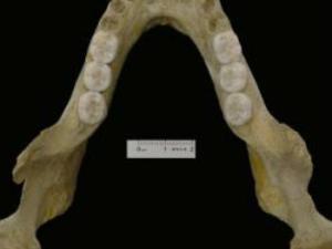 Vista superior de la mandíbula de Montmaurin-La Niche / José María Bermúdez de Castro (CENIEH)
