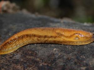 El moco de babosa inspira un nuevo súper pegamento quirúrgico