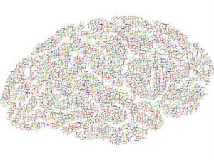 Estas neuronas migratorias se caracterizan porque son en gran medida transitorias: terminado su rol dirigiendo la formación de la neocorteza, se mueren. / GDJ (PIXABAY)