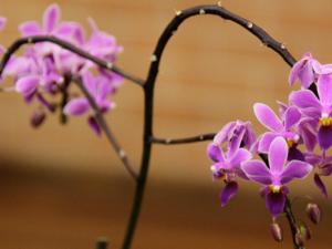 Orquídea Phalaenopsis equestris de la subfamilia de las Epidendroideae, cuyo genoma ha vuelto a ser secuenciado para este estudio. / cskk (FLICKR)