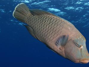 Pez limpiador Napoleón (Chelinus undulatus). / Klaus Stiefel (FLICKR)