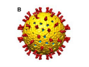 Representación sombreada en superficie de la superficie externa de TLP vista a lo largo de un eje icosaédrico de 2 pliegues. La superficie está codificada radialmente por colores para representar los picos VP8 * / VP5 * en rojo, VP7 en amarillo, VP6 en verde y VP2 en verde. La densidad se contornea a 1 σ por encima de la media. / Manuel Jiménez-Zaragoza <em>et al</Em>. DOI: 10.7554/eLife.37295