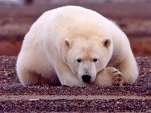 Oso polar. / U.S. Fish and Wildlife Service Headquarters (WIKIMEDIA COMMONS)