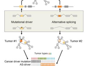 Gráfico abstracto. / Cell Reports
