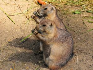 Pareja de topillos. / Kapa65 (PIXABAY)