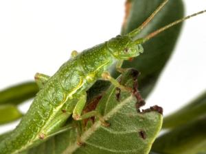 Insecto. / Dr Moritz Muschick, Department of Fish Ecology & Evolution, EAWAG (Instituto Suizo Federal de Ciencia y Tecnología acuática), Suiza