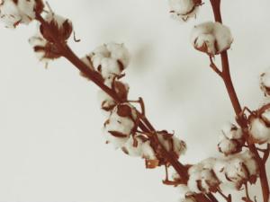 China desarrolla con éxito un experimento de minibiosfera en La Luna